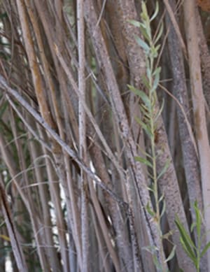 Native Plants and Their Uses