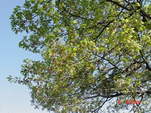 Native Plants and Their Uses