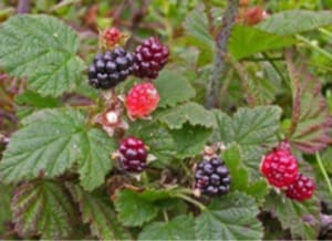 Native Plants and Their Uses