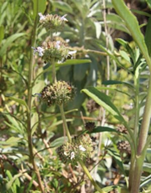 Native Plants and Their Uses
