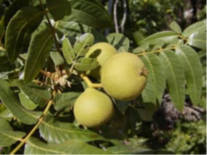 Native Plants and Their Uses