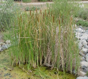Native Plants and Their Uses