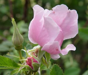 Native Plants and Their Uses
