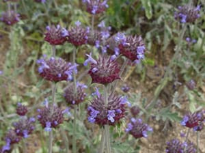 Native Plants and Their Uses