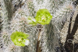 Native Plants and Their Uses