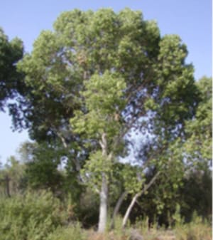 Native Plants and Their Uses