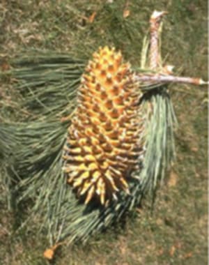 Native Plants and Their Uses