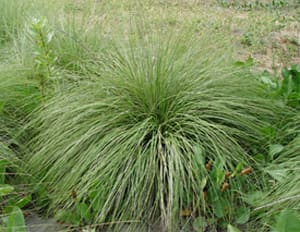 Native Plants and Their Uses