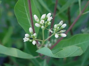 Native Plants and Their Uses