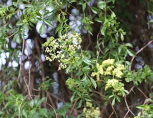 Native Plants and Their Uses