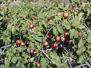 Native Plants and Their Uses