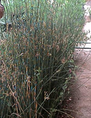 Native Plants and Their Uses