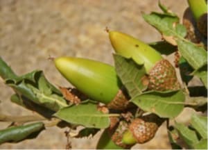 Native Plants and Their Uses