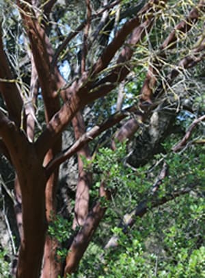 Native Plants and Their Uses