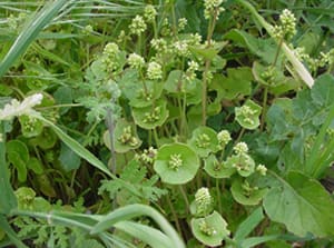 Native Plants and Their Uses