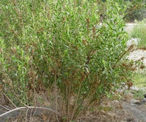Native Plants and Their Uses
