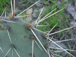 Native Plants and Their Uses