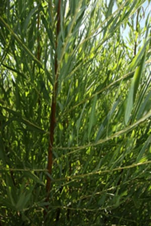 Native Plants and Their Uses