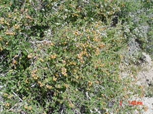 Native Plants and Their Uses