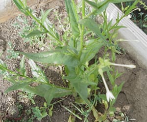 Native Plants and Their Uses