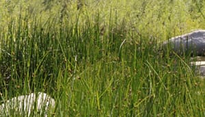 Native Plants and Their Uses