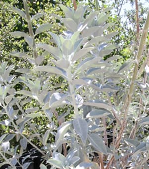 Native Plants and Their Uses