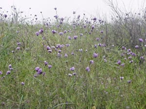 Native Plants and Their Uses