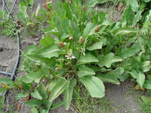 Native Plants and Their Uses