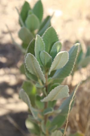 Native Plants and Their Uses