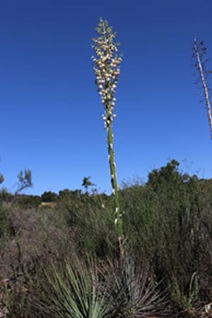 Native Plants and Their Uses