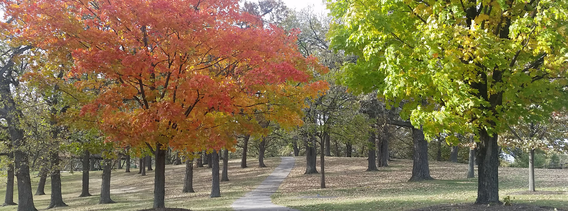 A tree-lined walkway in Round Lake today