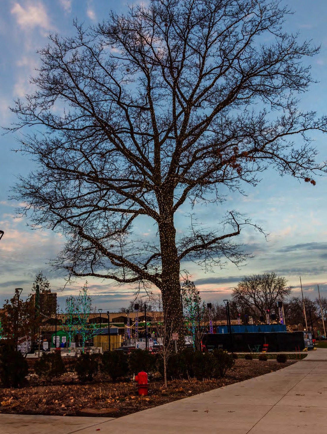 A downtown oak wrapped in string lights at dusk, the winter market stalls lit behind it