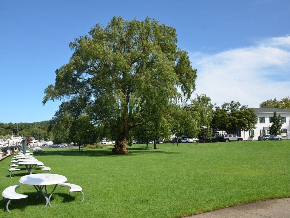 A broad shade tree stands on the open lawn of Cook Park beside a row of white round picnic tables.