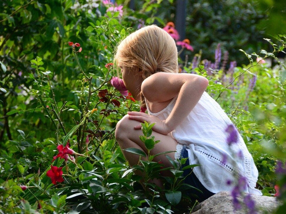 A small child in a white top leans into the flower beds to smell a red bloom among purple flowers.