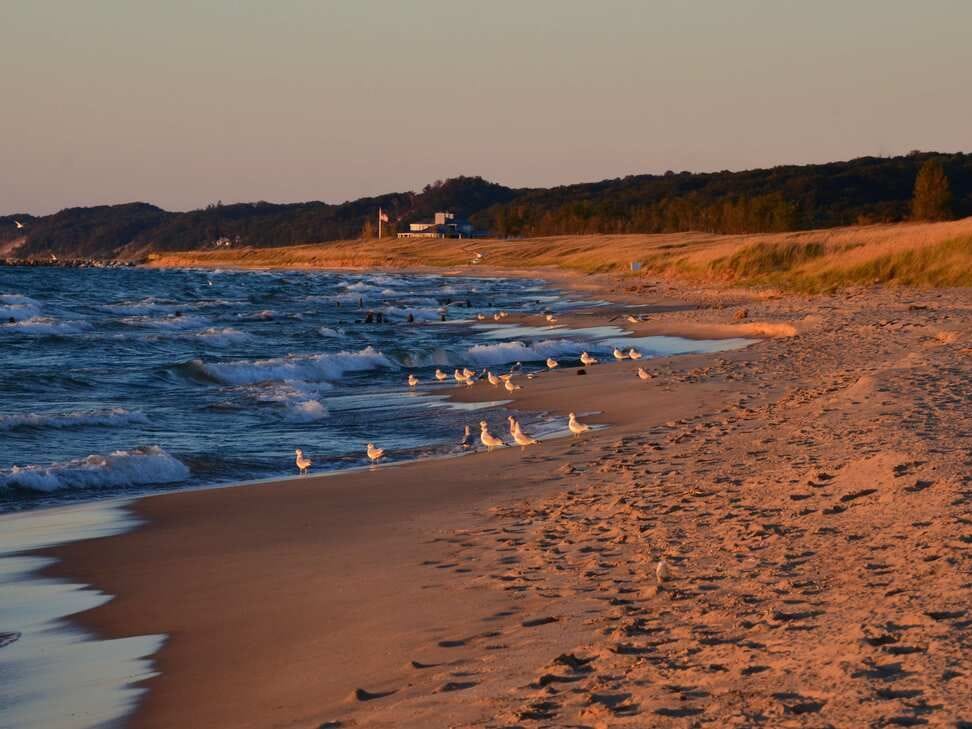 Gulls stand along the wet sand as waves come in at sunset, footprints across the beach and the dunes glowing orange beyond.