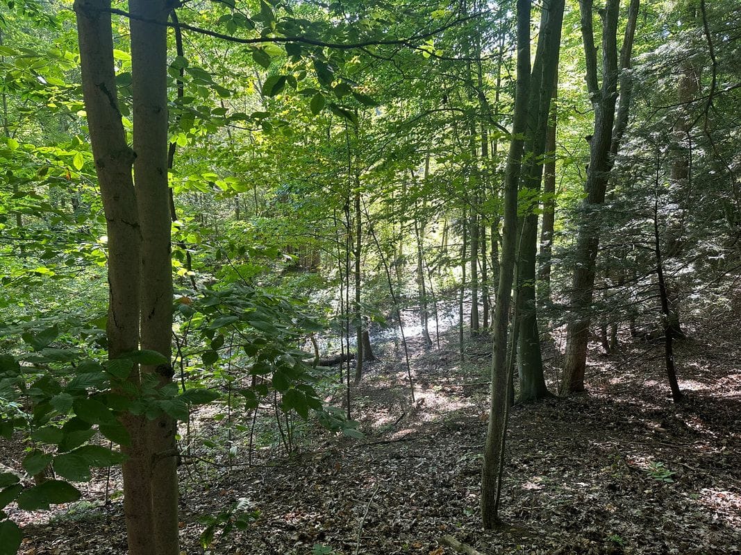 Tall, slender hardwoods and green undergrowth on a sunlit slope in the Saugatuck Wilds Nature Preserve.