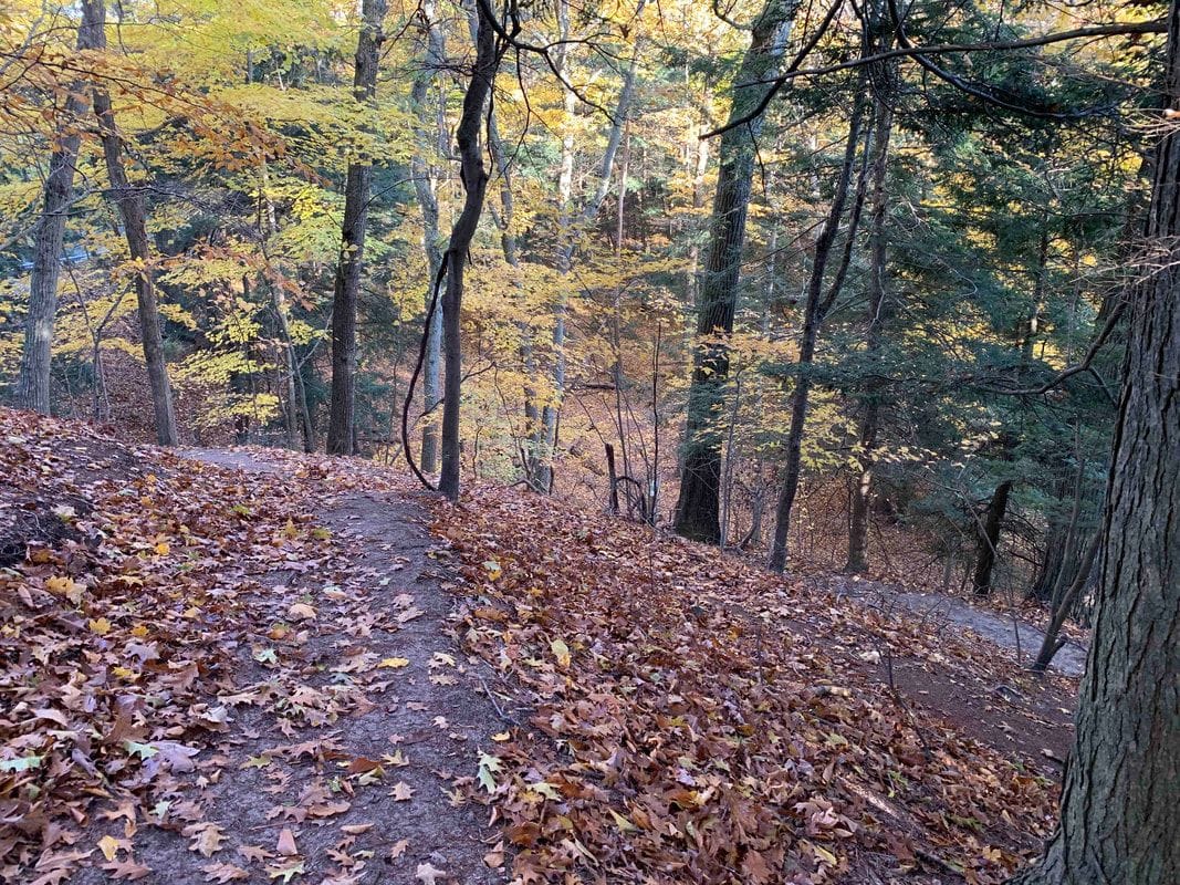A narrow path covered in fallen leaves curves along a wooded slope under trees in fall color.