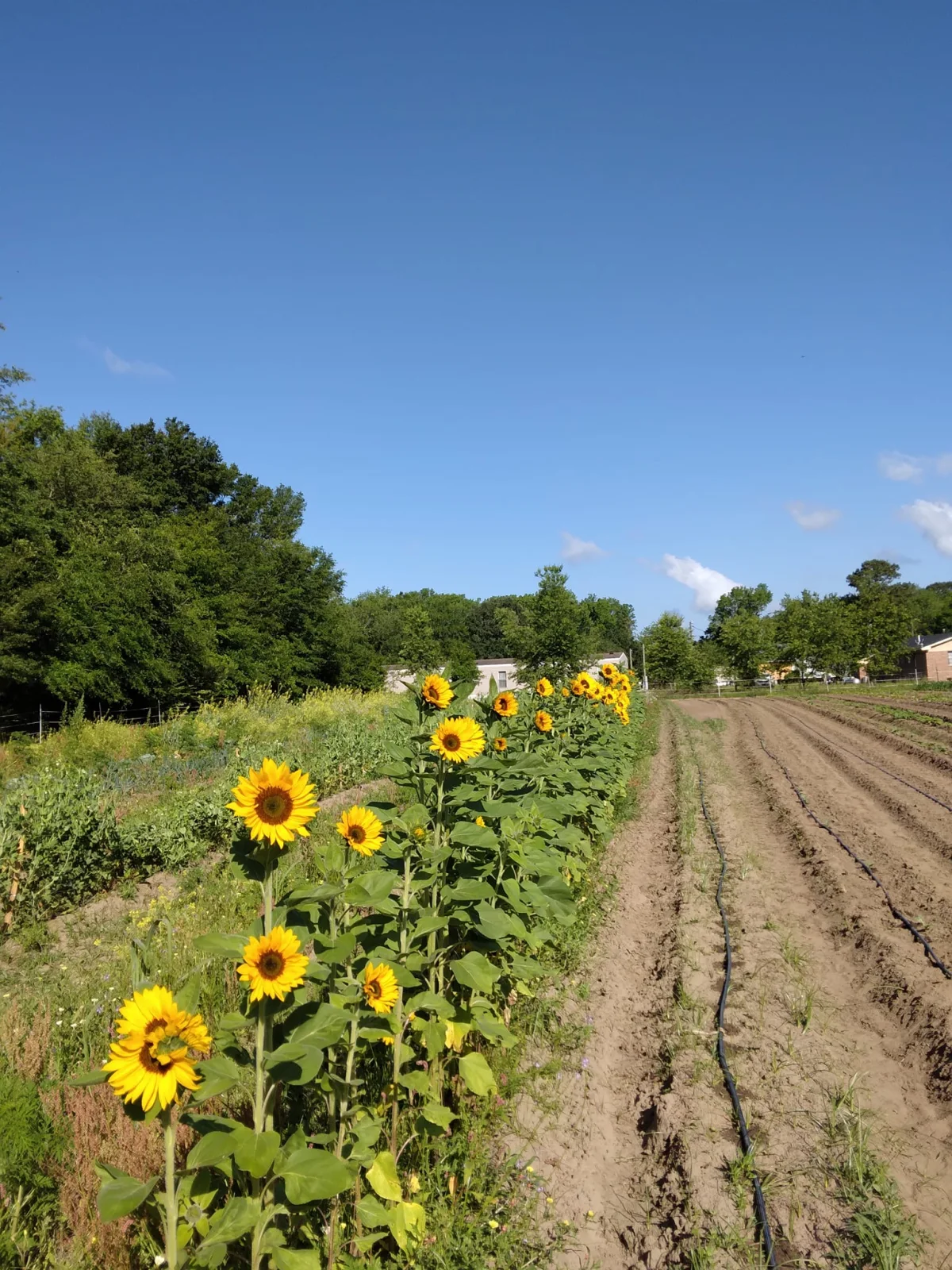 Sunflowers grow beside cultivated rows under a blue sky.