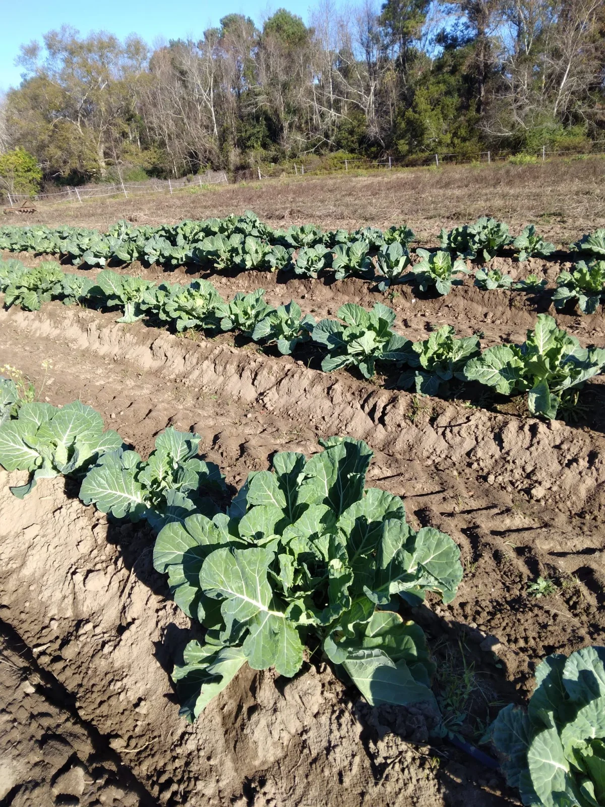 Rows of vegetables grow in cultivated soil.