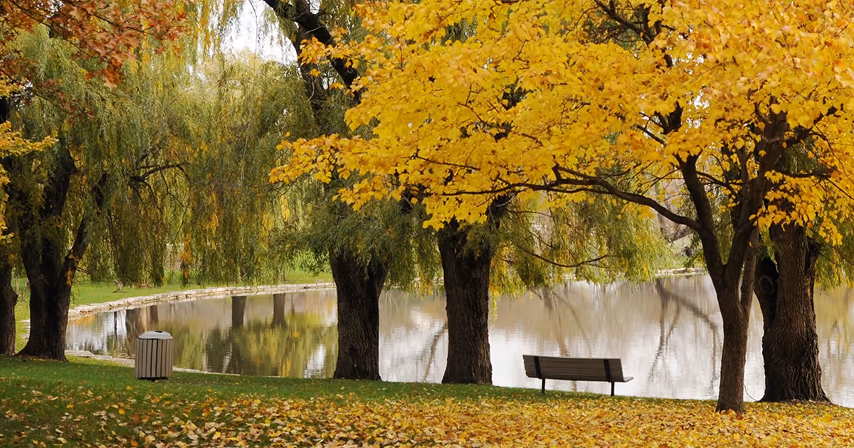 Yellow and orange trees along a pond, a bench on the leaf-covered lawn