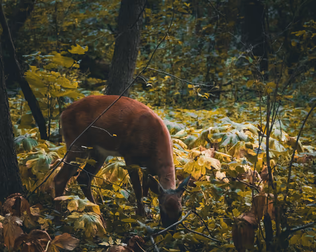 A deer grazing among yellow fall leaves at the edge of the woods