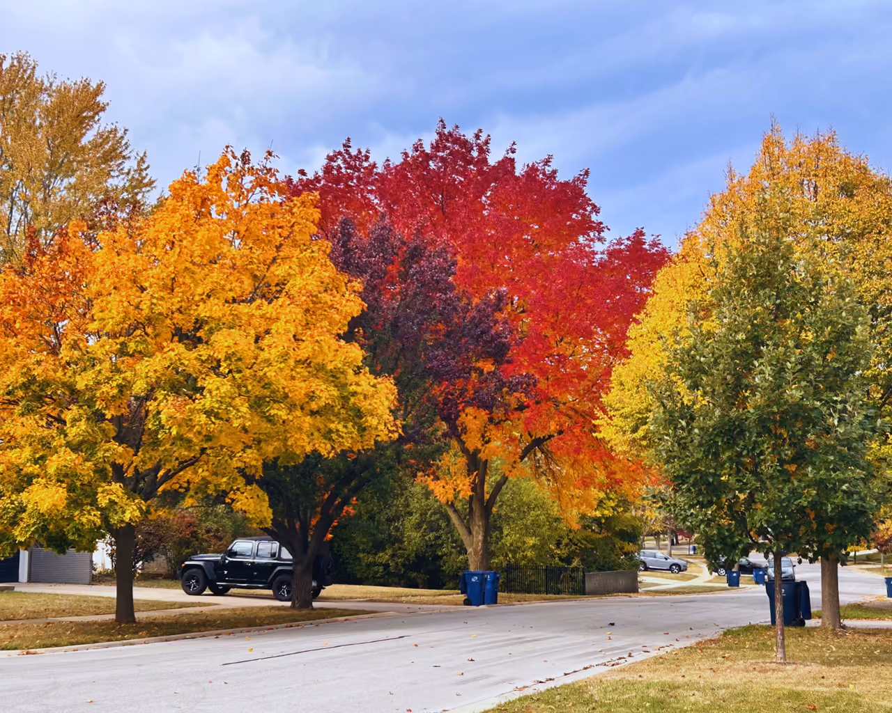Maples in red, orange and gold along a residential street under a blue sky