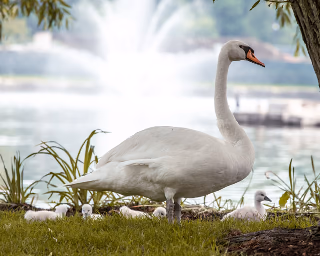 Two swans resting at the edge of the Municipal Center pond, a fountain spraying behind them