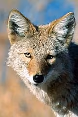 coyote2