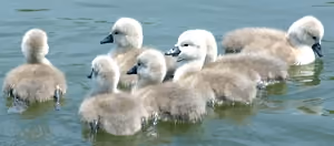 cygnets