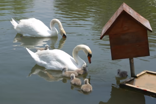 swans 2