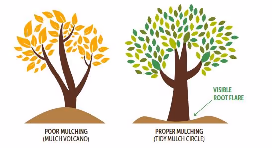Poor mulching vs proper mulching