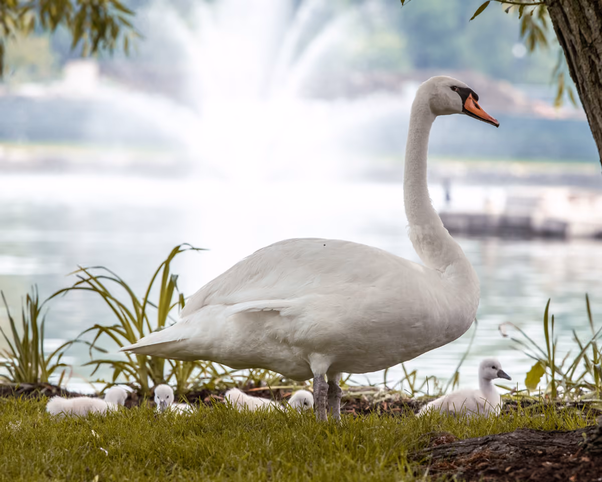 Swans on Municipal Center Pond