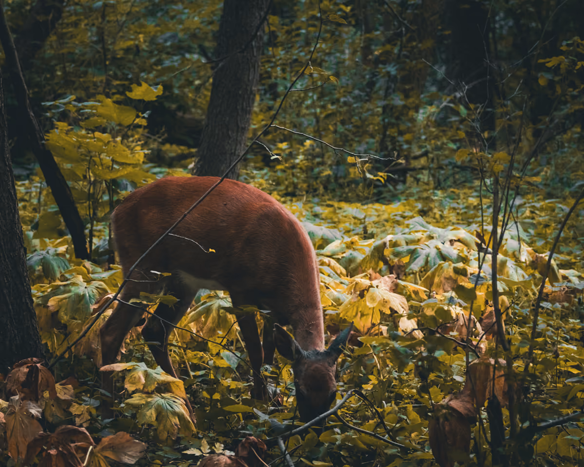 Deer in fall foliage