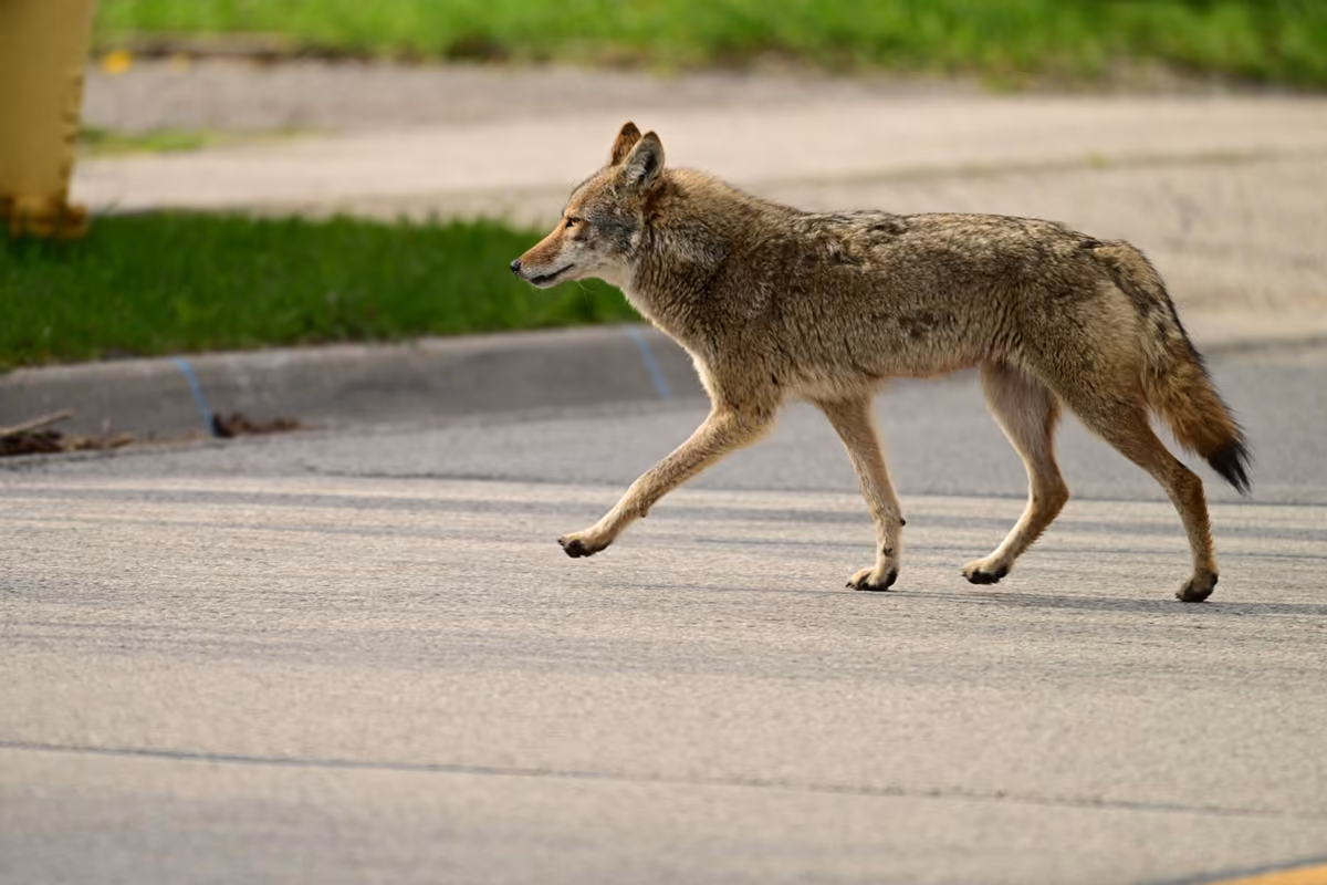 Coyote Walking Down Street